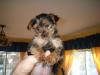 My new Baby Girl... Zoe!!!-zoeday50.jpg