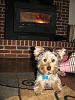 Puppys: Before and after-img_0632.jpg
