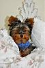 Puppys: Before and after-dsc_0049.jpg