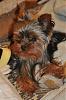 Puppys: Before and after-dsc_0372.jpg