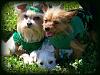 Happy St. Patrick's Day!-ytsmall3.jpg