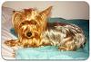 Yorkie Colors-little-rox.jpg