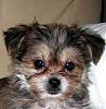 Sweet Pau... Love this little guy!-profile.jpg