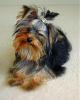 Puppys: Before and after-dsc00595.jpg
