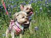 Yorkies in the bluebonnets-yorkeybluebonnet-1.jpg