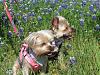 Yorkies in the bluebonnets-yorkeybluebonnet-3a.jpg