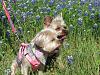 Yorkies in the bluebonnets-yorkeybluebonnet-039.jpg