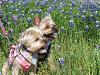 Yorkies in the bluebonnets-yorkeybluebonnet-040.jpg