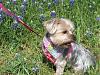 Yorkies in the bluebonnets-yorkeybluebonnet-048.jpg