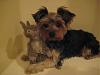 Furbaby's First Toy-1brandy-bunny.jpg