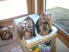 Pics of the gang all bathed before Mom goes on vacation-cimg9579.jpg