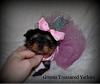 4 Week Old Pretty Puppy Princesses-summerfemaledsc_0016.jpg