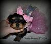 4 Week Old Pretty Puppy Princesses-summerfemaledsc_0027.jpg