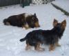 Eddie-this is how they do it in Jersey!!-yt-snow-dogs.jpg