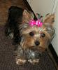 Post your favorite picture! (of your dog)-pink-bow.jpg