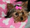 Post your favorite picture! (of your dog)-avatar-pink-bow-blanket.jpg