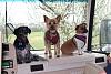Three Dogs... One RV...-img_1784.jpg