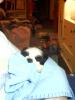 Welcome Oreo !!!!-looks-like-panda-1-18-06.jpg