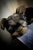 Our little yorkie!~!~-p1020517.jpg