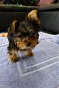 Our little yorkie!~!~-p1020529.jpg