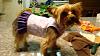 just some shots of my furkids-doggies-001.jpg