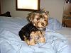 Post your favorite picture! (of your dog)-059.jpg