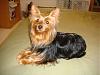 Post your favorite picture! (of your dog)-052.jpg