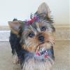 My giant yorkie~Baxter-bax-crop-600x599-550x549-.jpg