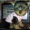 Post your favorite picture! (of your dog)-izzy-yt.jpg
