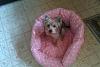 Bitsy's new bed and dress-rsz_1bitnew2.jpg