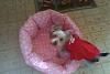 Bitsy's new bed and dress-rsz_bitnew.jpg