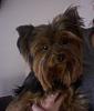 Gidget's newest pics-gidget3.jpg