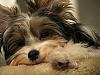 Post your favorite picture! (of your dog)-uploadready_-492.jpg