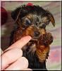 Post your favorite picture! (of your dog)-harmony-5wk-02.jpg