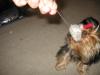 Ruby Cupcake Killing Her Vibrating Mouse!-img_0219.jpg