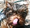 Post your favorite picture! (of your dog)-what-tongue.jpg