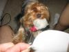 Ruby Cupcake Killing Her Vibrating Mouse!-img_0232.jpg