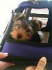 Post your favorite picture! (of your dog)-teddie-travel-kennel.jpg