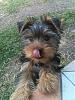 Post your favorite picture! (of your dog)-teddiesirlicks-lot.jpg
