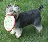 Post your favorite picture! (of your dog)-sophie-frisbee.jpg