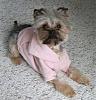 Post your favorite picture! (of your dog)-sophie-hoodie.jpg