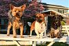 Doggy Photoshoot Day: Starring Jackson, Lilly & Buddy-img_1915.jpg