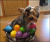 Look what's in my Easter basket!-easter-mojo.jpg