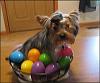 Look what's in my Easter basket!-easter-mojo.jpg