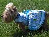 Darcy in her Easter Dress-cimg3641.jpg