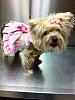 Darcy in her Easter Dress-darcygabby1.jpg