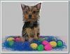 The Easter Yorkie-harlow-easter-3.jpg