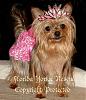 Happy Easter from Florida Yorkie Rescue-sophie-tiara.jpg