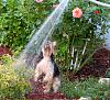 Bijou vs the water hose-img_5343.jpg