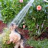 Bijou vs the water hose-img_5344.jpg